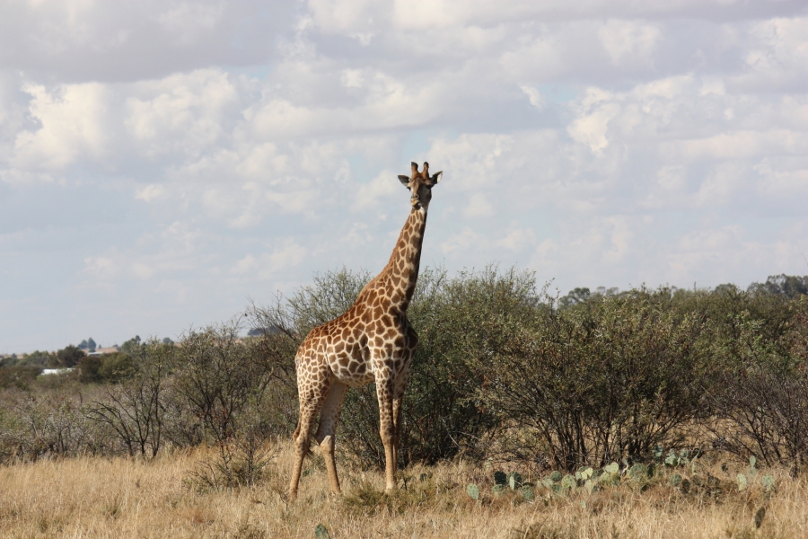 4 Bedroom Property for Sale in Vredefort Free State